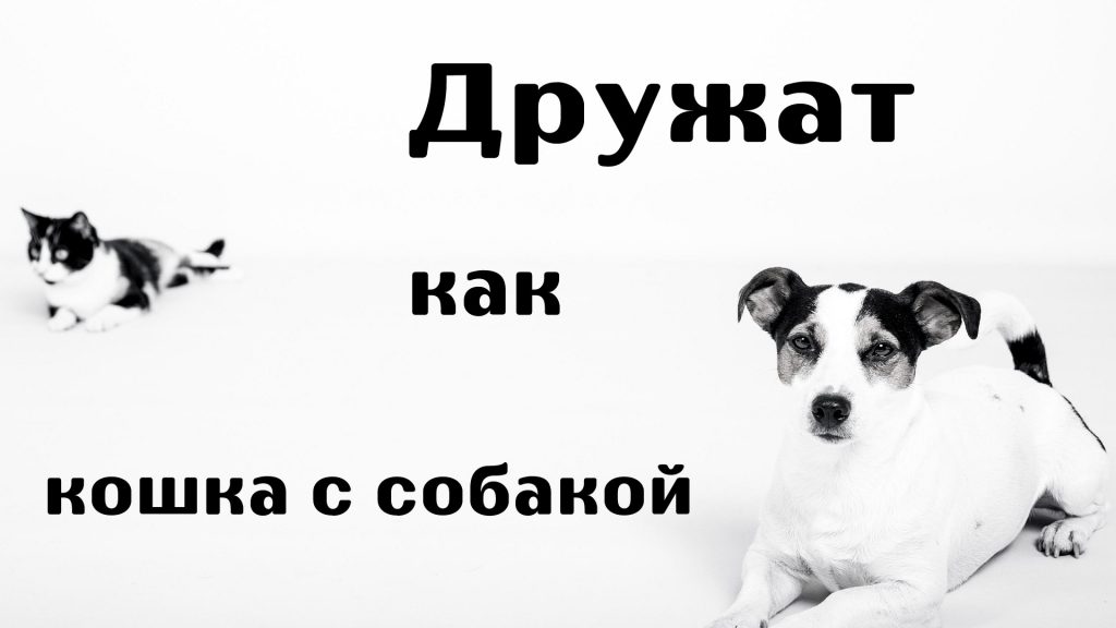 Поговорка - дружат, как кошка с собакой